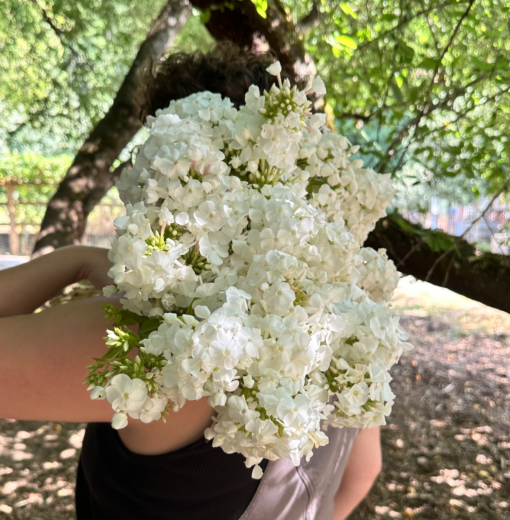 Armful of Phlox