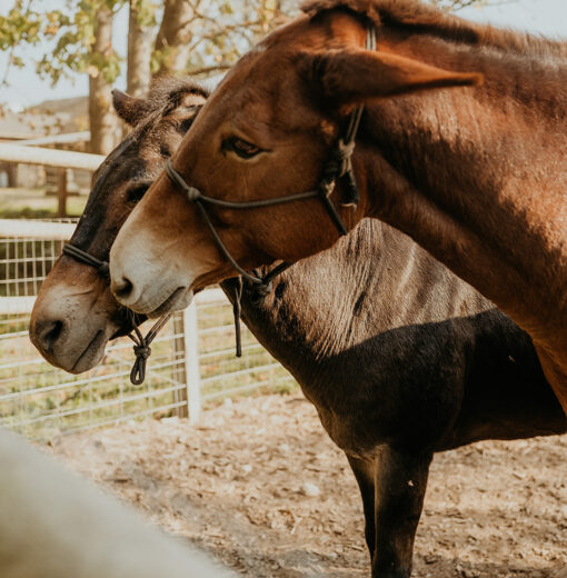 Ygritte & Ollie Rescue Mules