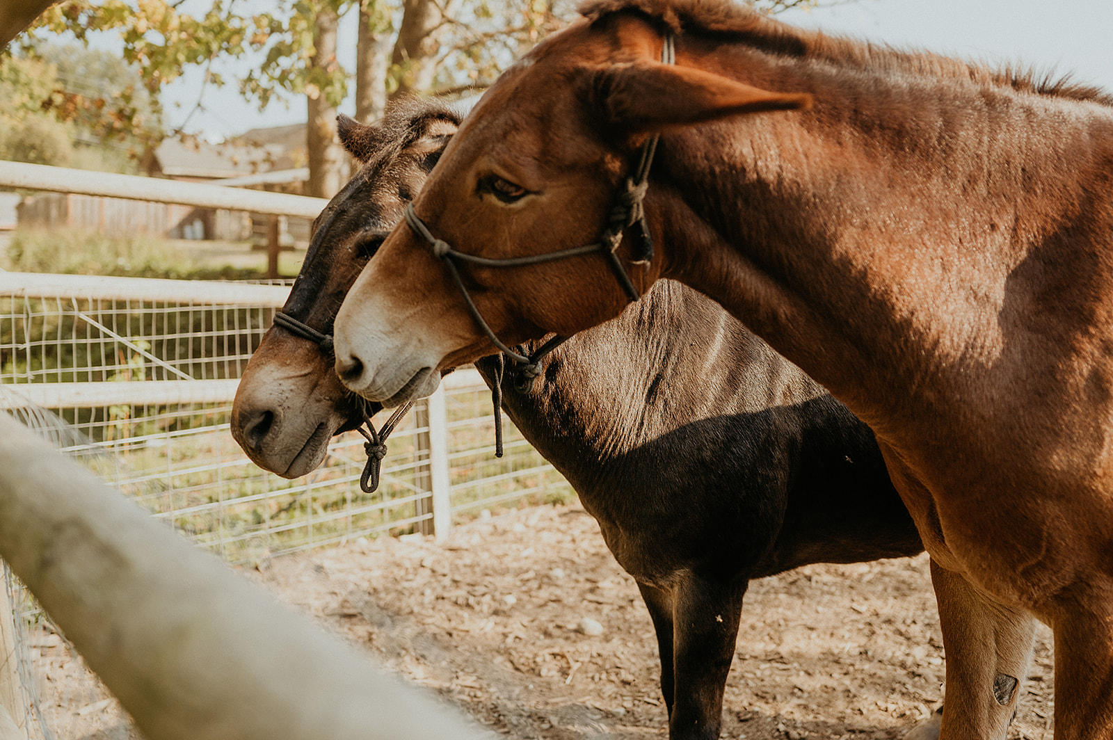 Ygritte & Ollie Rescue Mules