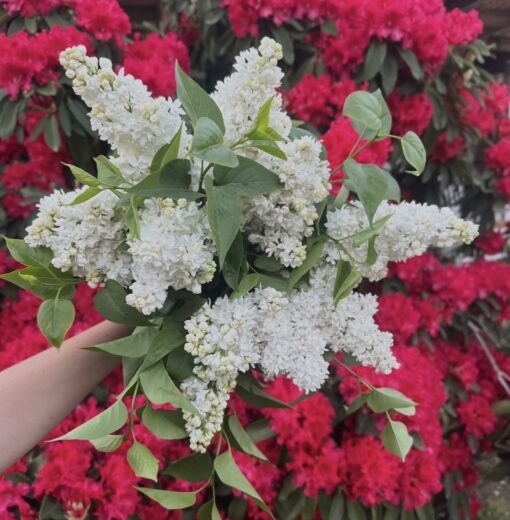 White Lilac Handful