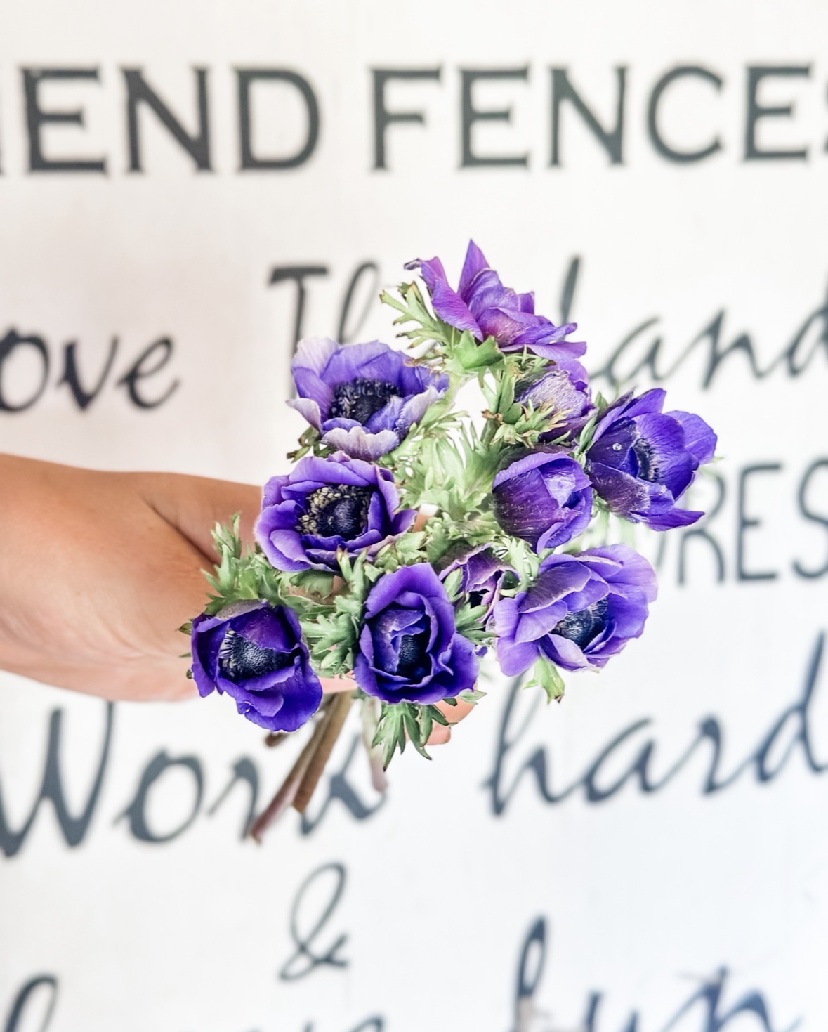 Petite Anemones