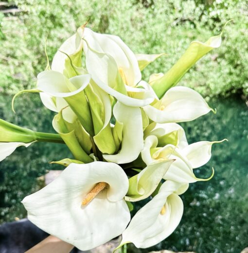 Calla Lilies by Pond