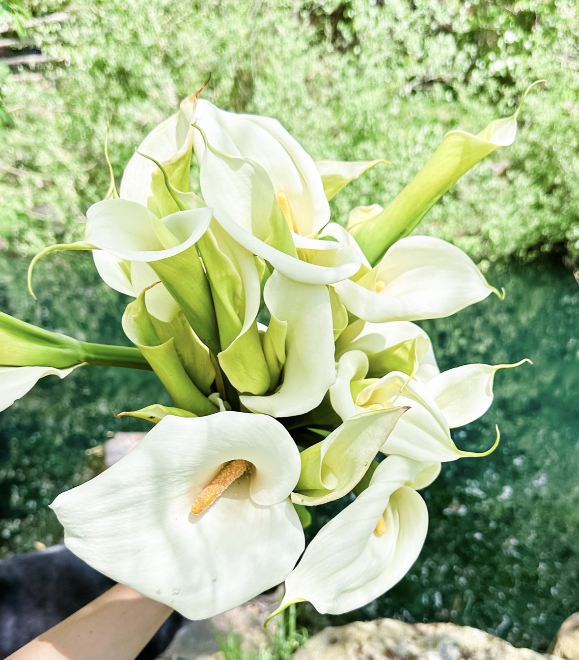 Calla Lilies by Pond
