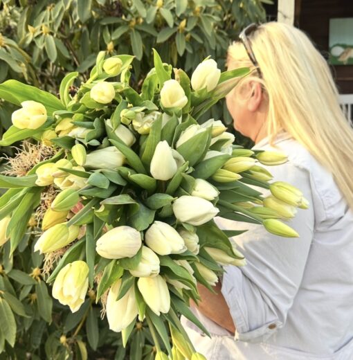 2026 Tulips